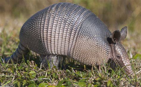 las armadillos.